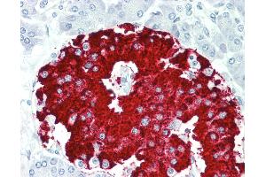 Anti-RBFOX1 / A2BP1 antibody IHC staining of human pancreas. (A2BP1 抗体  (AA 81-130))