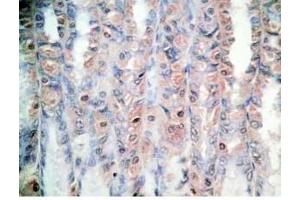 Rat stomach tissue was stained by Rabbit Anti-Orexin A (16-33) (H) Antibody (Orexin A 抗体  (amidated))