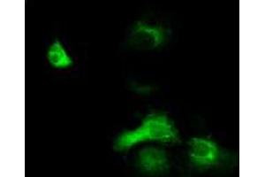 Anti-EXD1 mouse monoclonal antibody (ABIN2453983) immunofluorescent staining of COS7 cells transiently transfected by pCMV6-ENTRY EXD1 (RC206223). (EXD1 抗体)