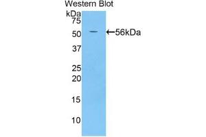 Detection of Recombinant BACE2, Rat using Polyclonal Antibody to Beta Secretase 2 (BACE2) (BACE2 抗体  (AA 242-502))