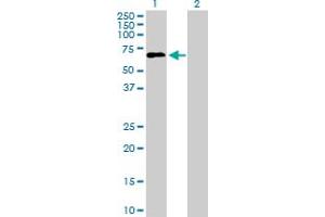Western Blot analysis of LILRA2 expression in transfected 293T cell line by LILRA2 MaxPab polyclonal antibody. (LILRA2 抗体  (AA 1-466))