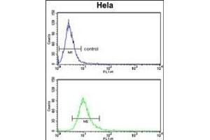 PCAT1 Antibody (C-term) (ABIN653258 and ABIN2842778) flow cytometry analysis of Hela cells (bottom histogram) compared to a negative control cell (top histogram). (PCAT1 抗体  (C-Term))