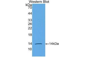 Western Blotting (WB) image for anti-Anti-Mullerian Hormone (AMH) (AA 453-560) antibody (ABIN3201364) (AMH 抗体  (AA 453-560))