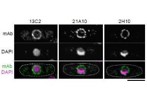 Immunofluorescence (IF) image for anti-Nucleoporin 98kDa (NUP98) (GLFG Motif), (N-Term) antibody (ABIN2452064) (NUP98 抗体  (GLFG Motif, N-Term))