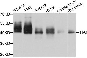 Western blot analysis of extracts of various cell lines, using TIA1 antibody (ABIN6293425) at 1:1000 dilution. (TIA1 抗体)