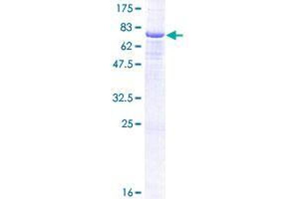 CPA5 Protein (AA 1-436) (GST tag)