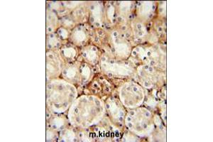 ATP5J2 Antibody immunohistochemistry analysis in formalin fixed and paraffin embedded mouse kidney tissue followed by peroxidase conjugation of the secondary antibody and DAB staining. (ATP5J2 抗体  (AA 18-46))