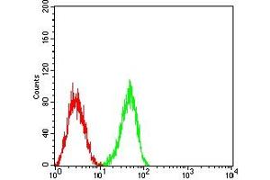 Flow cytometric analysis of HL-60 cells using CD148 mouse mAb (green) and negative control (red). (PTPRJ 抗体  (AA 36-210))