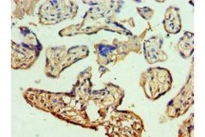 Immunohistochemistry of paraffin-embedded human placenta tissue using ABIN7150338 at dilution of 1:100 (MCM5 抗体  (AA 1-230))