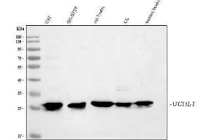 Western blot analysis of PGP9.