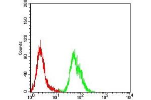 Flow cytometric analysis of Hela cells using ATR mouse mAb (green) and negative control (red). (ATR 抗体  (AA 366-550))