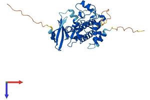 AlphaFold protein structure predicition of Mouse Recombinant Tssk4 Protein, UniprotID Q9D411