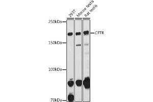 Western blot analysis of extracts of various cell lines, using CFTR antibody (ABIN6129855, ABIN6138469, ABIN6138470 and ABIN6224429) at 1:1000 dilution. (CFTR 抗体  (AA 1161-1480))