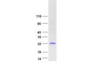 Western Blotting (WB) image for Polymerase (RNA) II (DNA Directed) Polypeptide F (POLR2F) protein (Myc-DYKDDDDK Tag) (ABIN2729318)