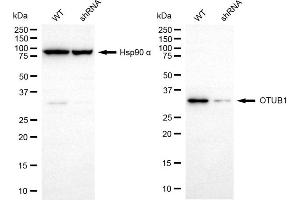 anti-OTU Domain, Ubiquitin Aldehyde Binding 1 (OTUB1) antibody