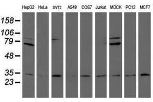 Image no. 2 for anti-Proteasome Subunit alpha 6 (PSMA6) antibody (ABIN1500463) (PSMA6 抗体)