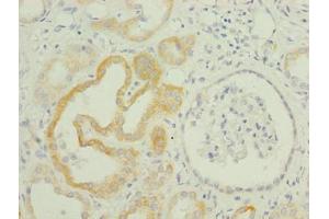 Immunohistochemistry of paraffin-embedded human kidney tissue using ABIN7173253 at dilution of 1:100 (TMEM61 抗体  (AA 90-210))