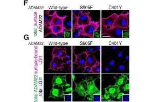 Cell-surface-expressed ADAM22 (F, magenta) and cell-surface-bound LGI1 (G, magenta) were live-labelled. (ADAM22 抗体  (Cytosolic))