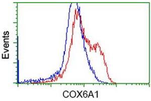 HEK293T cells transfected with either RC210485 overexpress plasmid (Red) or empty vector control plasmid (Blue) were immunostained by anti-COX6A1 antibody (ABIN2452913), and then analyzed by flow cytometry. (COX6A1 抗体)