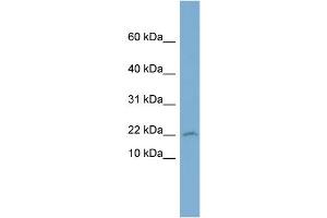 Western Blotting (WB) image for anti-Prostaglandin E Synthase 3 (Cytosolic) (PTGES3) (Middle Region) antibody (ABIN2787634)