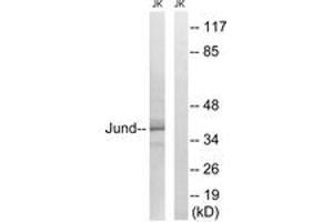 Western blot analysis of extracts from Jurkat cells, using JunD (Ab-255) Antibody.