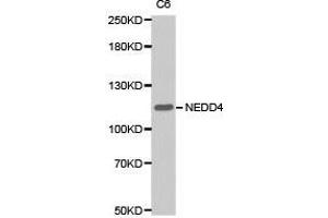 Western Blotting (WB) image for anti-Neural Precursor Cell Expressed, Developmentally Down-Regulated 4, E3 Ubiquitin Protein Ligase (NEDD4) antibody (ABIN1873867) (NEDD4 抗体)