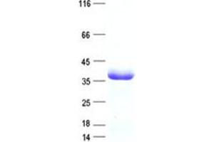 Western Blotting (WB) image for Clusterin Associated Protein 1 (CLUAP1) protein (DYKDDDDK Tag) (ABIN2712889)