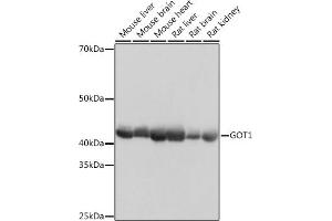 Western blot analysis of extracts of various cell lines, using GOT1 Rabbit mAb (ABIN7267426) at 1:1000 dilution. (GOT1 抗体)