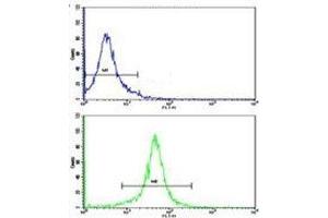 Flow cytometric analysis of K562 cells using g-Actin antibody (green) (Actin, gamma 1 抗体  (AA 188-215))