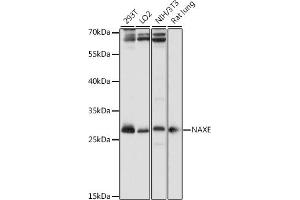 Western blot analysis of extracts of various cell lines, using NAXE antibody (ABIN7265633) at 1:1000 dilution. (APOA1BP 抗体  (AA 48-170))