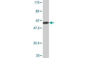 Western Blot detection against Immunogen (58. (PLSCR3 抗体  (AA 1-295))