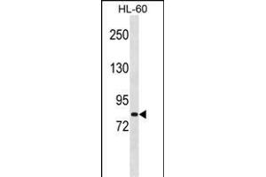 MSH5 Antibody (Center) (ABIN1538472 and ABIN2848596) western blot analysis in HL-60 cell line lysates (35 μg/lane). (MSH5 抗体  (AA 525-552))
