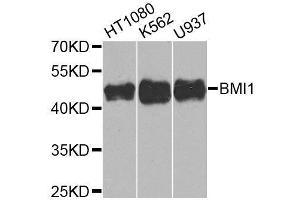 Western blot analysis of extracts of various cell lines, using BMI1 antibody.