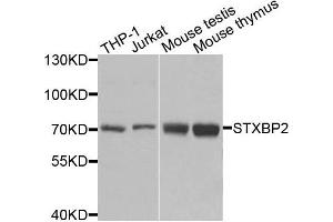Western blot analysis of extracts of various cells, using STXBP2 antibody. (STXBP2 抗体)