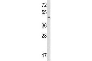 RNF41 antibody western blot analysis in 293 lysate. (RNF41 抗体  (AA 255-281))