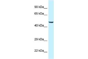 WB Suggested Anti-C9orf156 Antibody Titration: 1. (C9orf156 抗体  (Middle Region))
