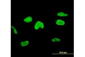 Image no. 3 for anti-Transcription Elongation Factor A (SII), 3 (TCEA3) (AA 1-349) antibody (ABIN598961) (TCEA3 抗体  (AA 1-349))