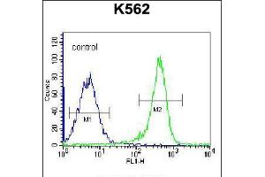 Flow cytometric analysis of K562 cells (right histogram) compared to a negative control cell (left histogram). (PSTPIP1 抗体  (N-Term))