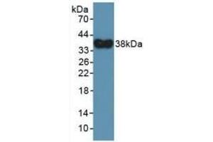 Western Blotting (WB) image for anti-Defensin, alpha 4, Corticostatin (DEFA4) (AA 23-97) antibody (ABIN7441130)