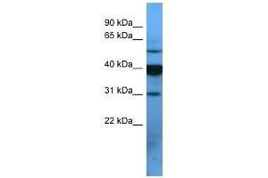 Western Blotting (WB) image for anti-Similar To Olfactory Receptor, Family 2, Subfamily T, Member 1 (OR2T1) (C-Term) antibody (ABIN2788190)