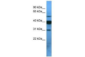 WB Suggested Anti-OR2T1 Antibody Titration: 0.
