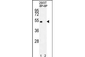 Western blot analysis of E2F1 Antibody  Pab (ABIN391858 and ABIN2841689) pre-incubated without(lane 1) and with(lane 2) blocking peptide in 293T cell line lysate.