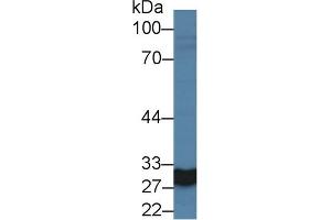 Western Blotting (WB) image for anti-Carbonic Anhydrase VA (CA5A) (AA 12-219) antibody (ABIN7437338)
