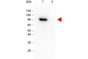 Western Blot of Mouse anti-Akt phospho T308 Biotin Conjugated antibody. (AKT1 抗体  (Internal Region, pThr308) (Biotin))