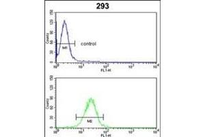 CYP3A5 Antibody (Center) (ABIN652394 and ABIN2841919) flow cytometric analysis of 293 cells (bottom histogram) compared to a negative control cell (top histogram). (CYP3A5 抗体  (AA 186-218))