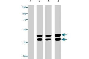 MAPK1/MAPK3 (phospho T202/204) monoclonal antibody, clone G15-B . (ERK2 抗体  (pThr202, pThr204))