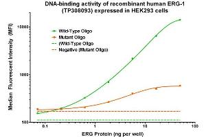 Activity Assay (AcA) image for ERG, ETS transcription factor (ERG) (Transcript Variant 1) (Active) protein (Myc-DYKDDDDK Tag) (ABIN2720464)