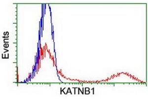 HEK293T cells transfected with either RC201852 overexpress plasmid (Red) or empty vector control plasmid (Blue) were immunostained by anti-KATNB1 antibody (ABIN2455210), and then analyzed by flow cytometry. (KATNB1 抗体)