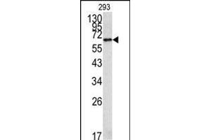 Western blot analysis of MET Antibody (C-term) 320b in 293 cell line lysates (35 μg/lane). (METAP2 抗体  (C-Term))