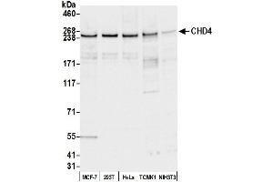 Western Blotting (WB) image for anti-Chromodomain Helicase DNA Binding Protein 4 (CHD4) (AA 25-75) antibody (ABIN7453306)